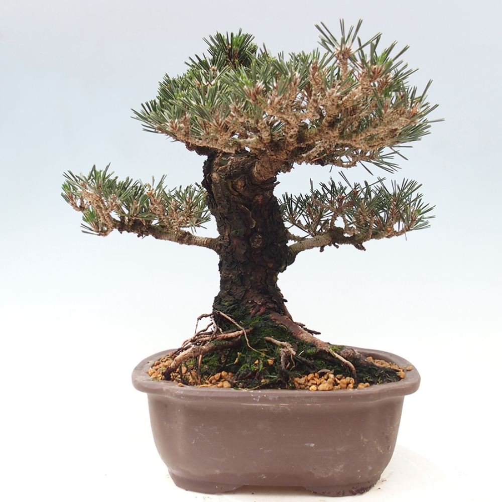 Bonsai für draußen - Pinus thunbergii Kotobuki - Thunberg-Kiefer