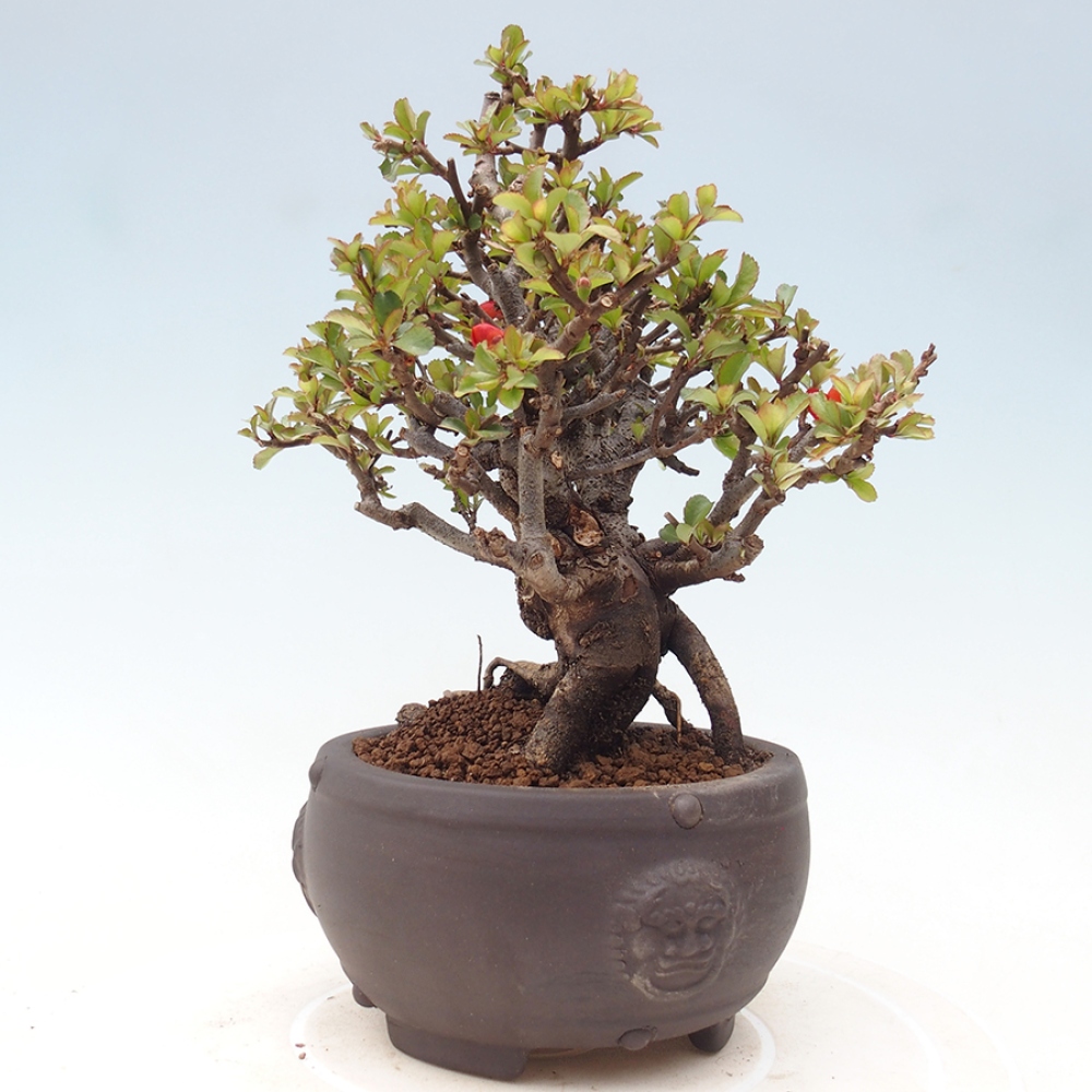 Bonsai für draußen - Chaneomeles speciosa - Quitte