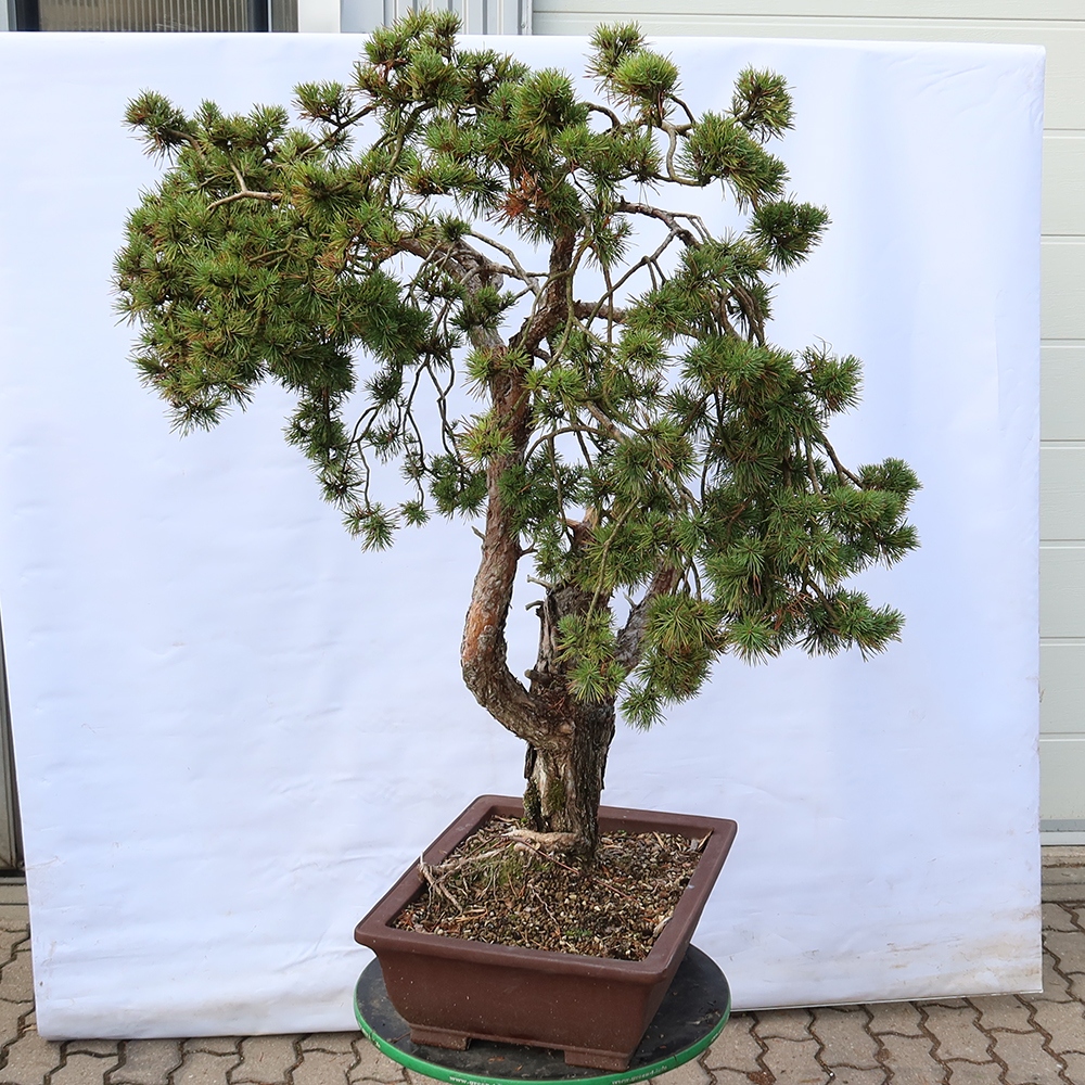 Pinus sylvestris Spanien – Waldkiefer