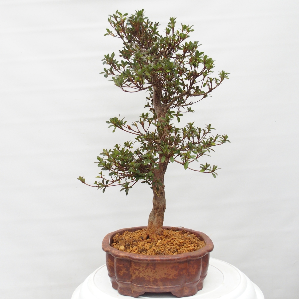 Bonsai für draußen - Japanische Azalee - Azalee Hanatsuzuri