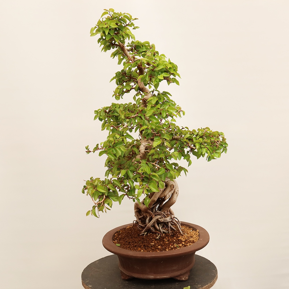 Bonsai für draußen - Karpinus Coreana - Koreanische Hainbuche