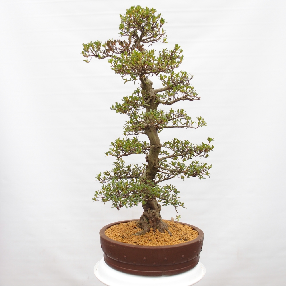 Bonsai für draußen - Japanische Azalee - Azalee Ai-no-Tsuki