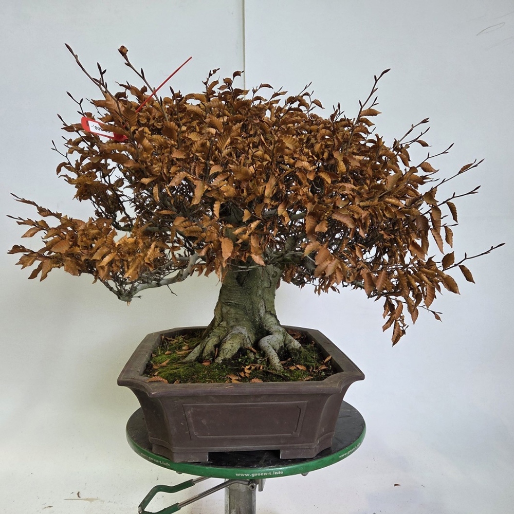 Bonsai für draußen - Fagus crenata