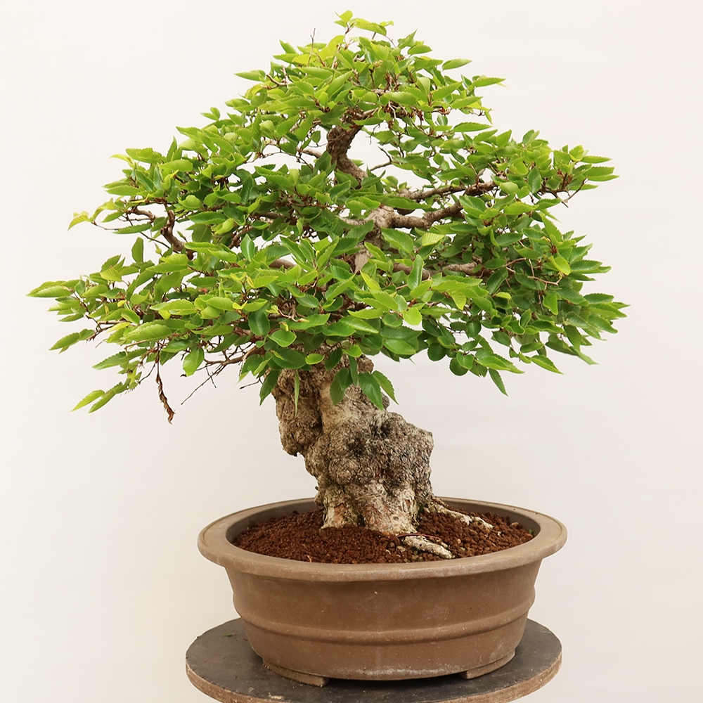 Bonsai für draußen - Karpinus Coreana - Koreanische Hainbuche