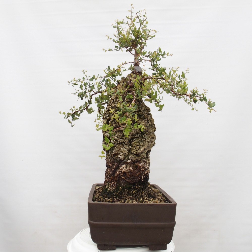 Freiland Bonsai Quercus suber - Korkeiche