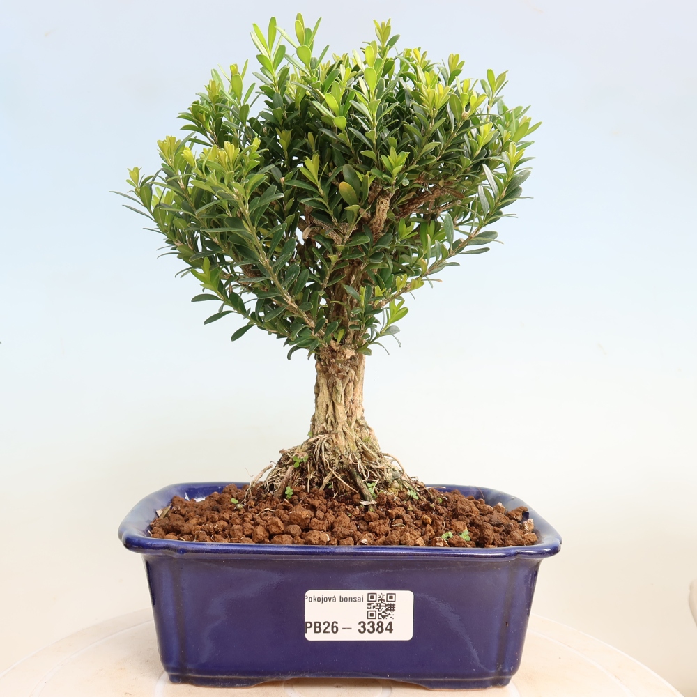 Zimmer Bonsai - Buxus harlandii - Korkbuxus