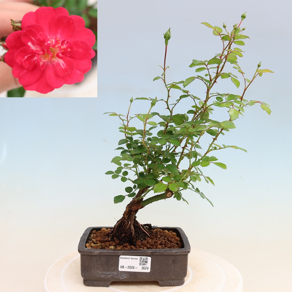 Bonsai für draußen - Rosa Kordes - Rose