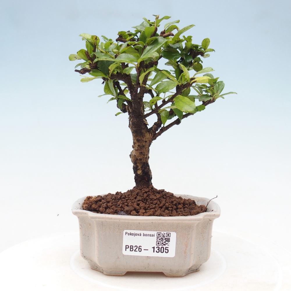 Zimmer-Bonsai - Carmona macrophylla - Tee-Fuki