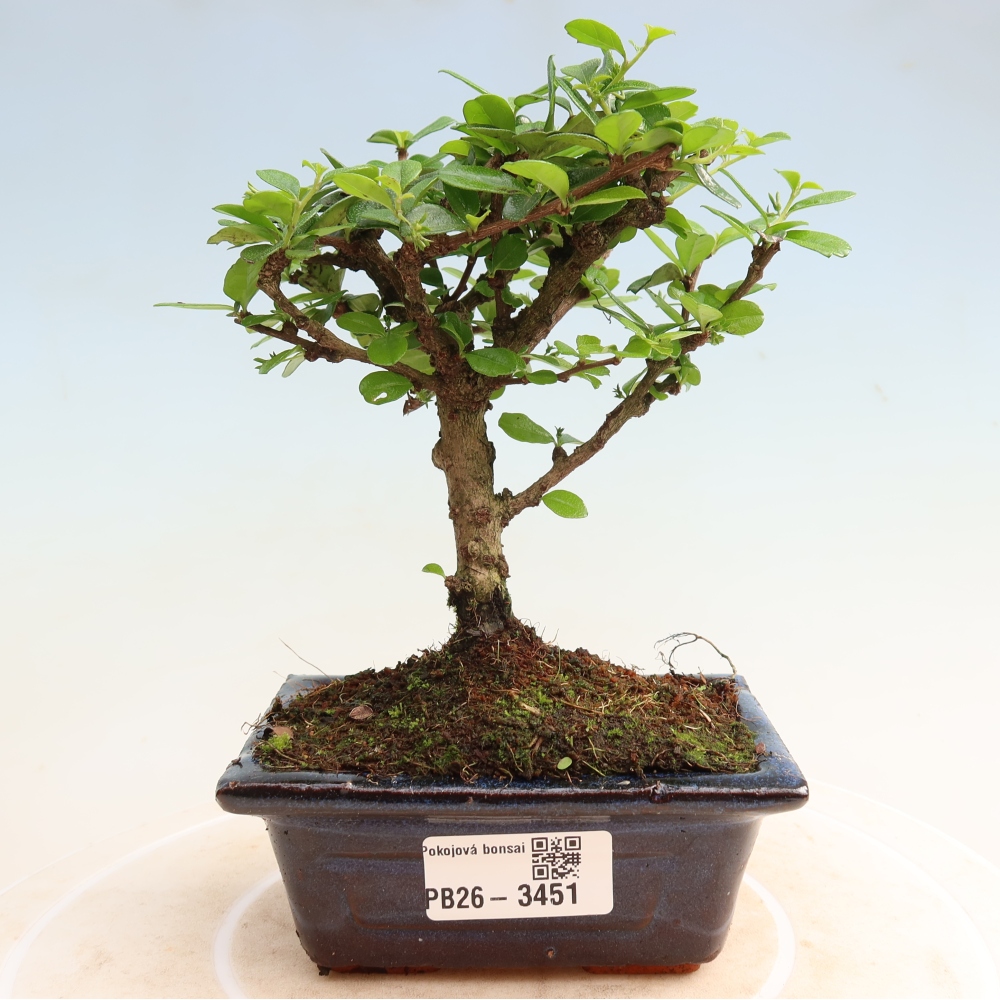 Zimmer-Bonsai - Carmona macrophylla - Tee-Fuki