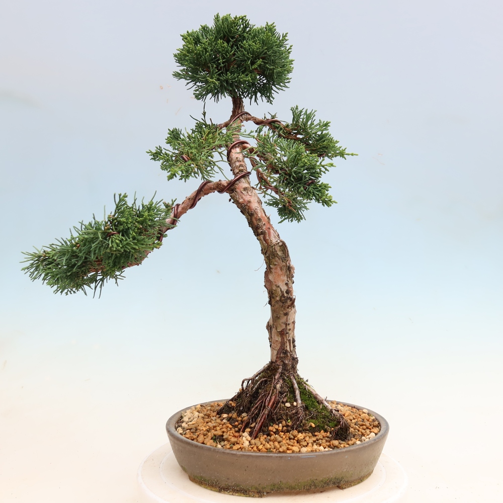 Bonsai für draußen - Juniperus chinensis Kishu