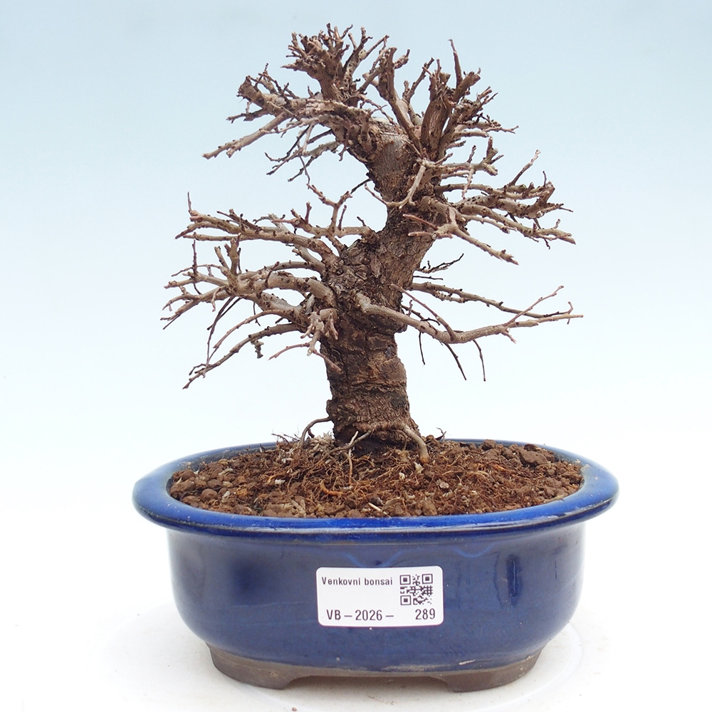 Bonsai für draußen - Zelkova - Zelkova NIRE