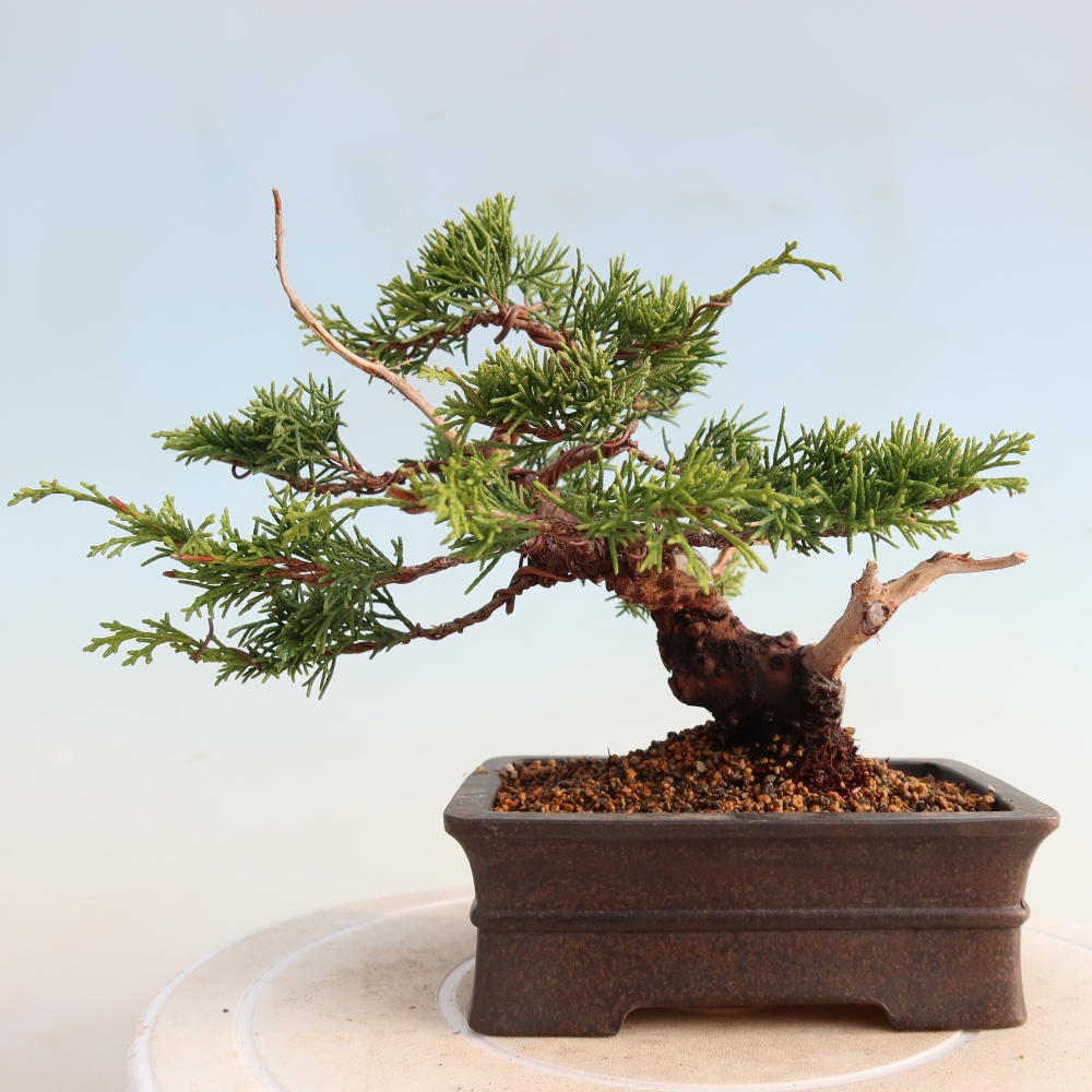 Bonsai für draußen - Juniperus chinensis Itoigawa