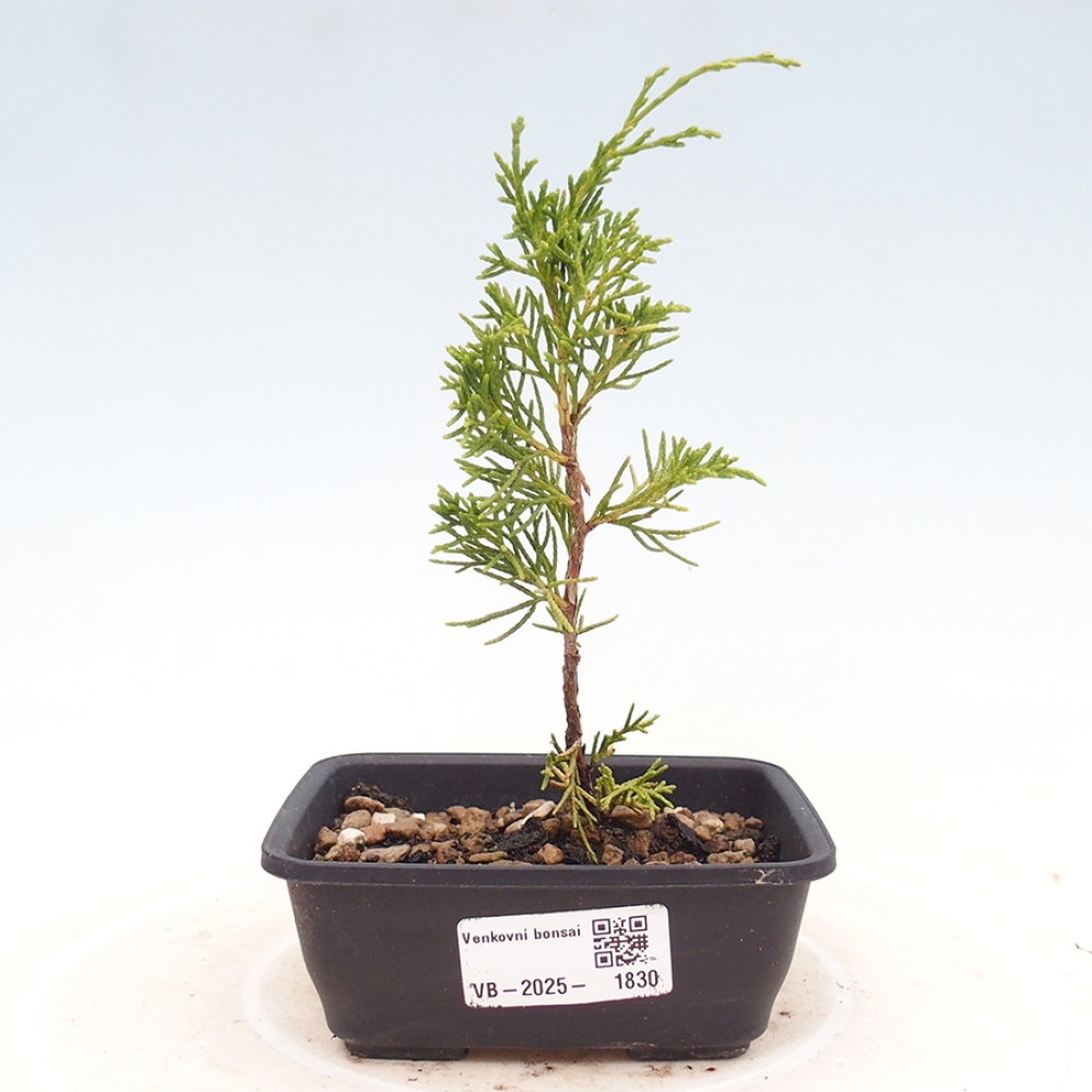 Bonsai für draußen - Juniperus chinensis Itoigawa