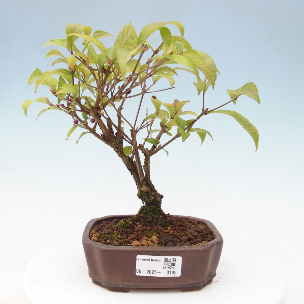 Bonsai für draußen - Callicarpa japonica