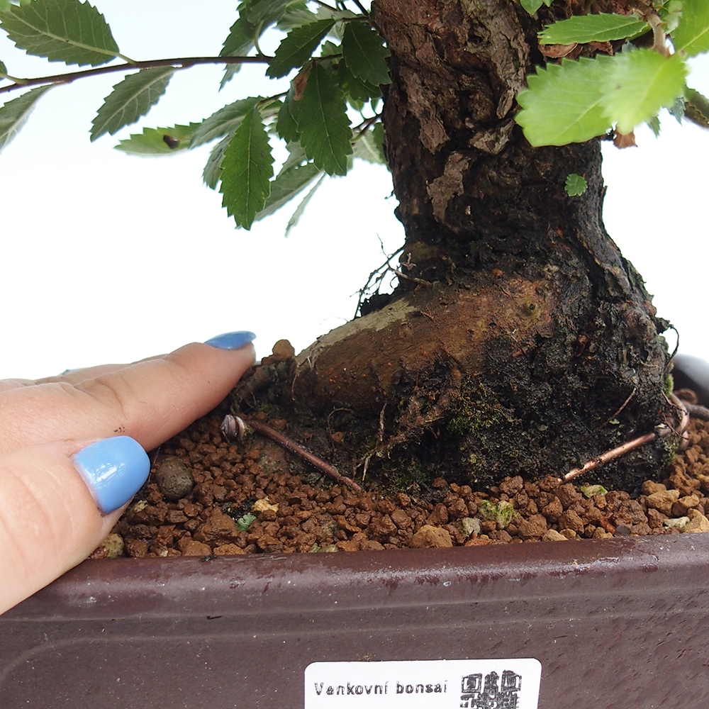 Bonsai für draußen - Zelkova - Zelkova NIRE