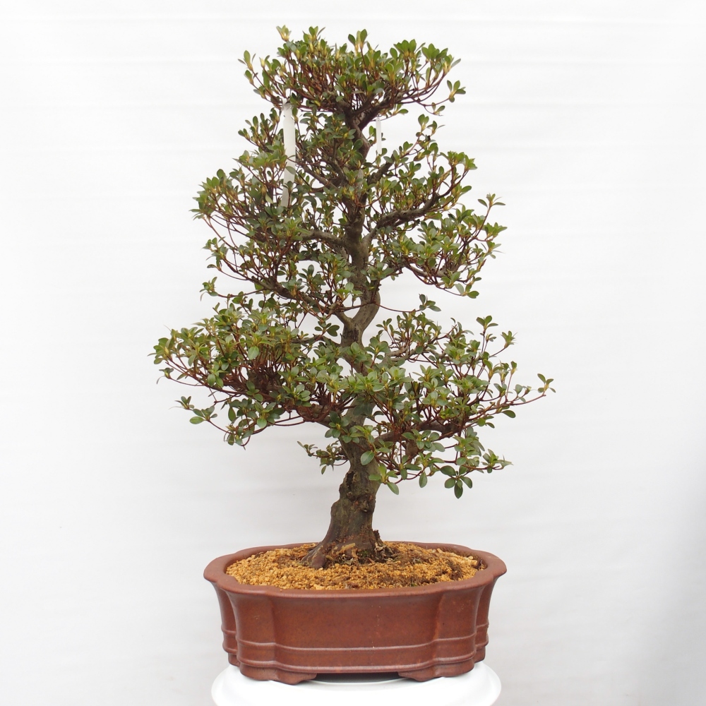 Bonsai für draußen - Japanische Azalee - Azalea Sansei
