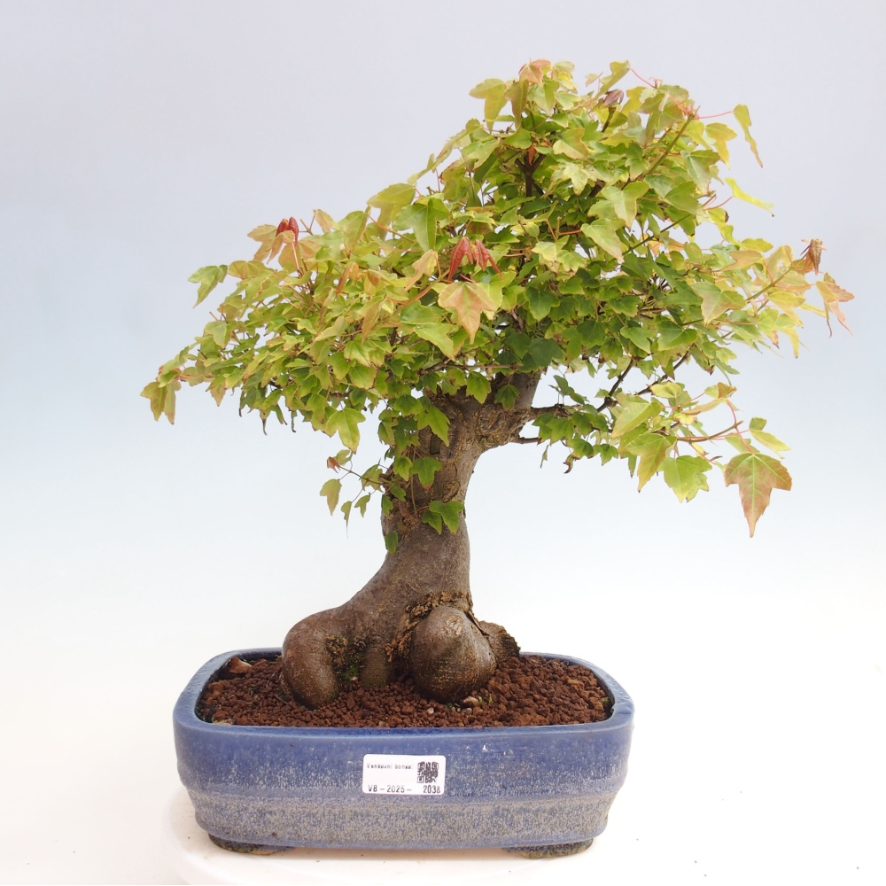 Bonsai für draußen - Acer Buergerianum - Bergahorn