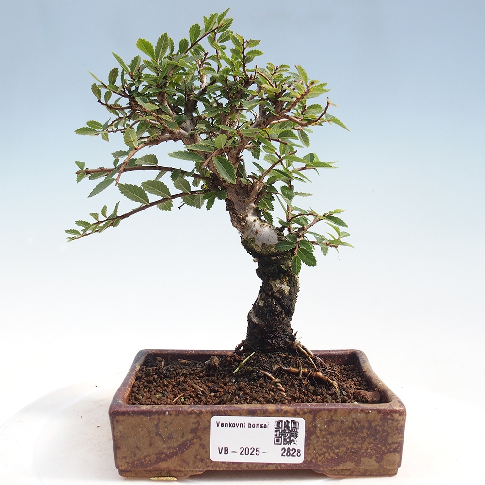 Bonsai für draußen - Zelkova - Zelkova NIRE