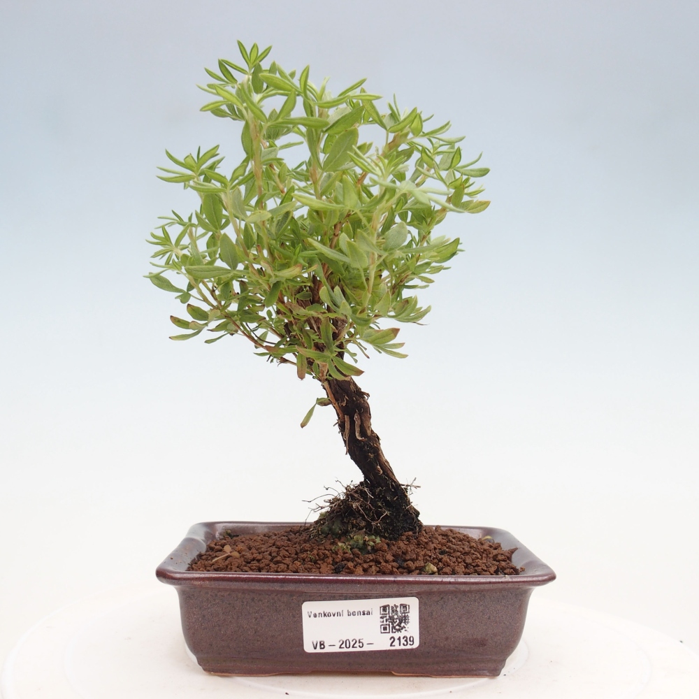 Bonsai für draußen - Potentila fruticosa gelber Vogel