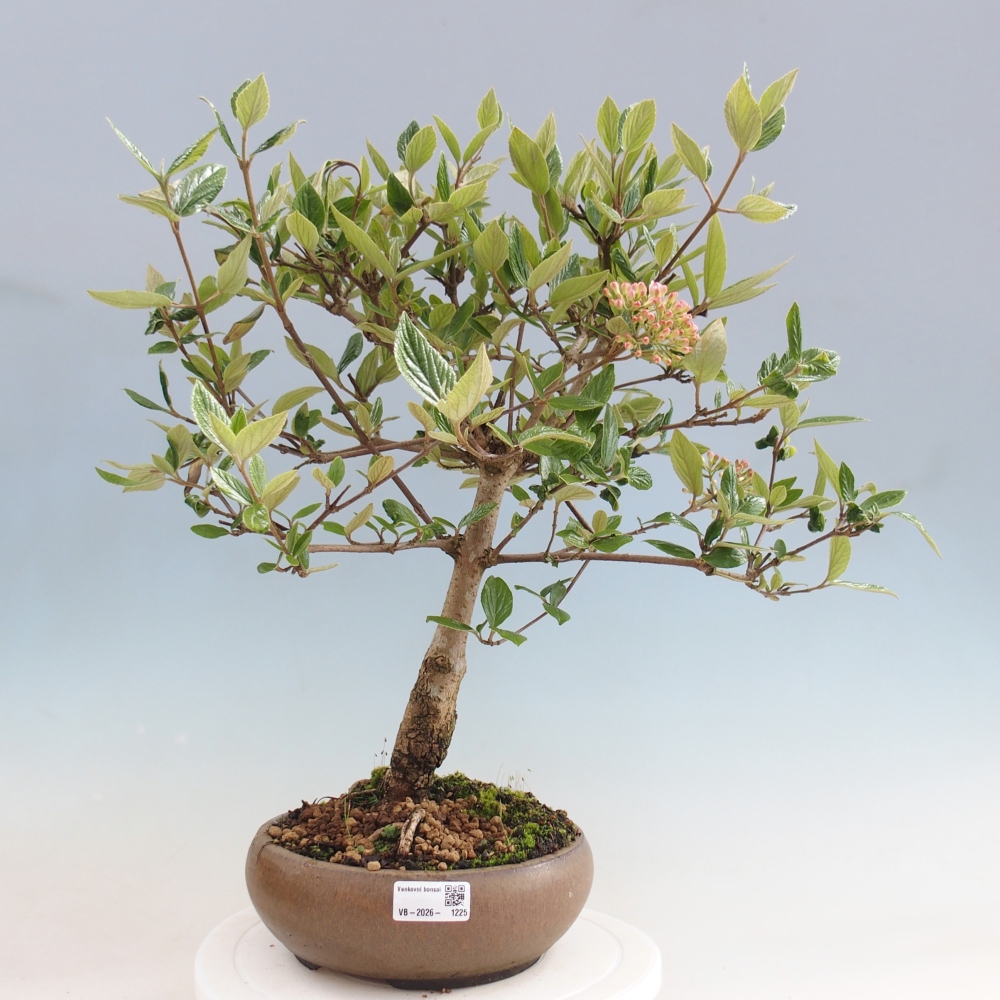 Bonsai für draußen - Kalina Bodnanská - Viburum carlesii hemsi