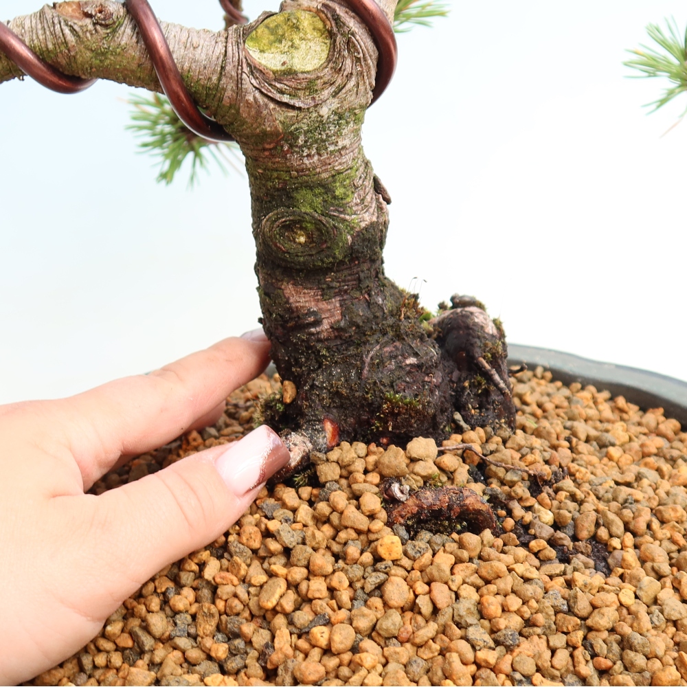 Bonsai für den Außenbereich – Pinus mugo Humpy – Zwergkiefer