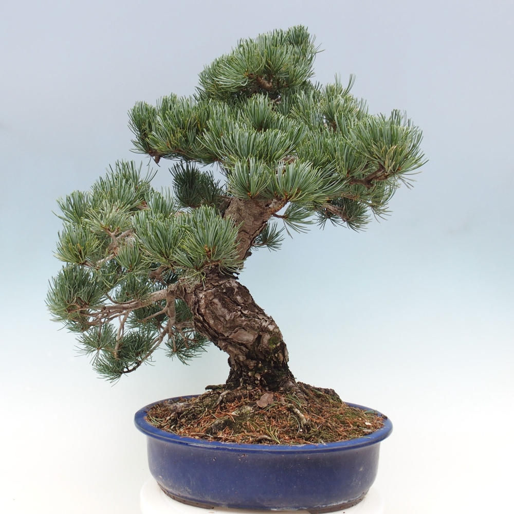 Bonsai für draußen - Pinus parviflora - Pinus parviflora