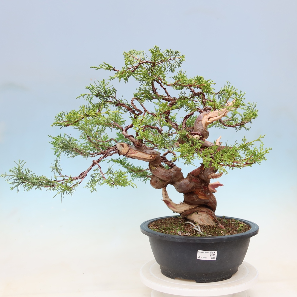Bonsai für draußen - Juniperus chinensis Itoigawa-Juniperus chinensis
