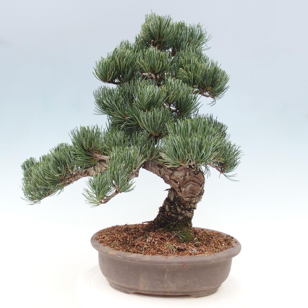 Bonsai für draußen - Pinus parviflora - Pinus parviflora