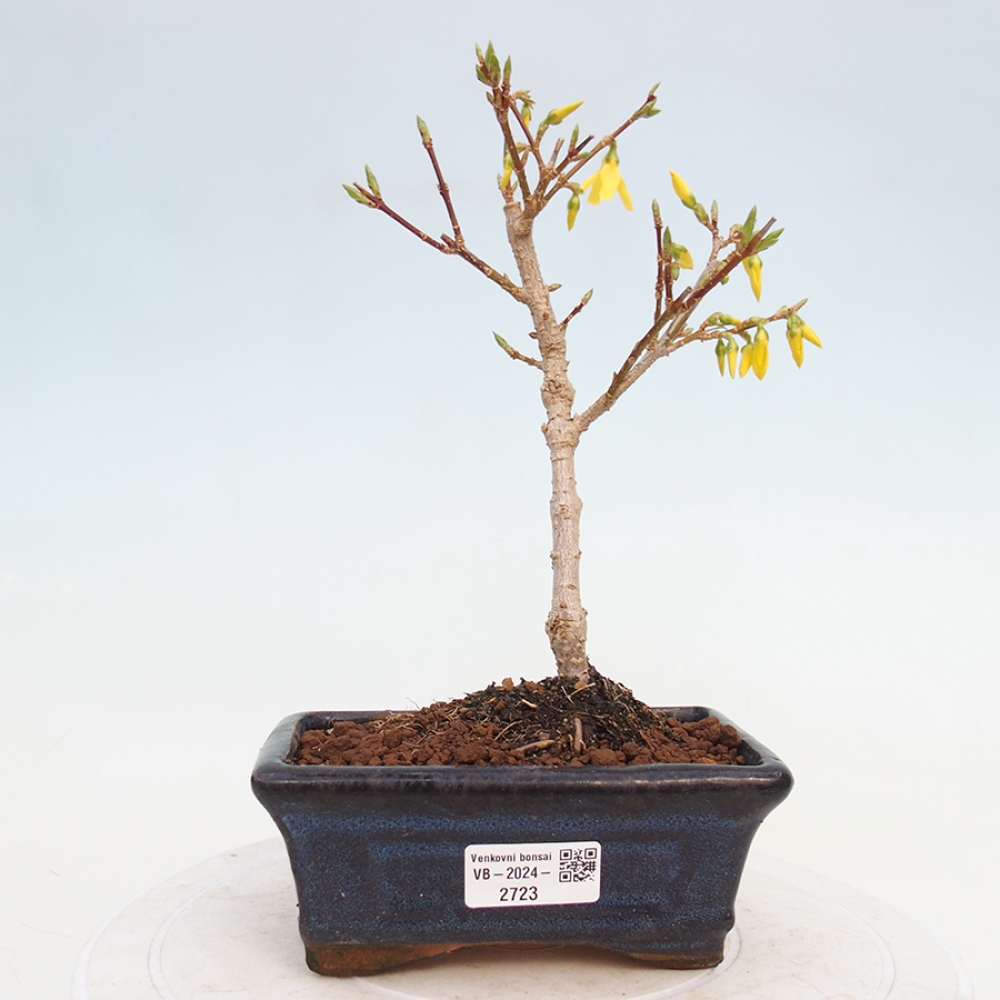 Bonsai für draußen - Zlatice - Forsythia intermedia