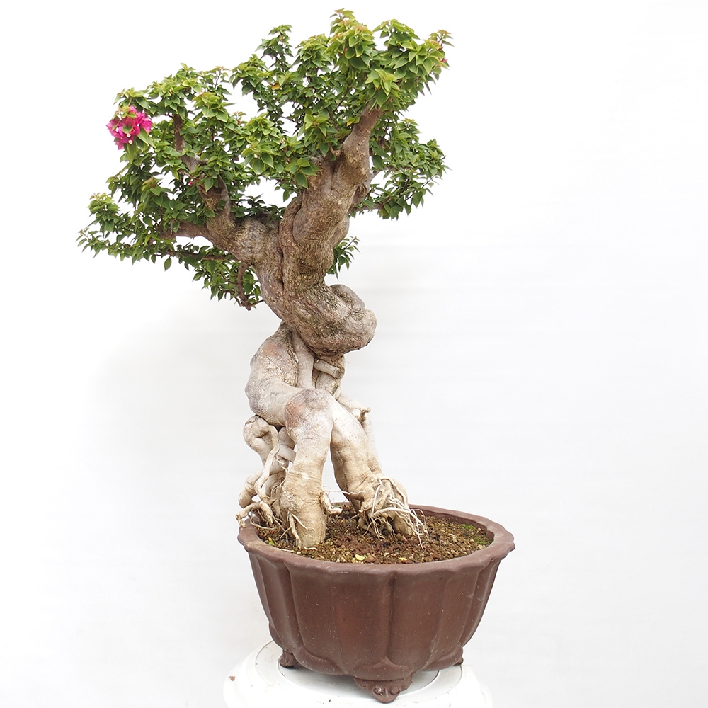 Zimmer Bonsai - Bouganwilea