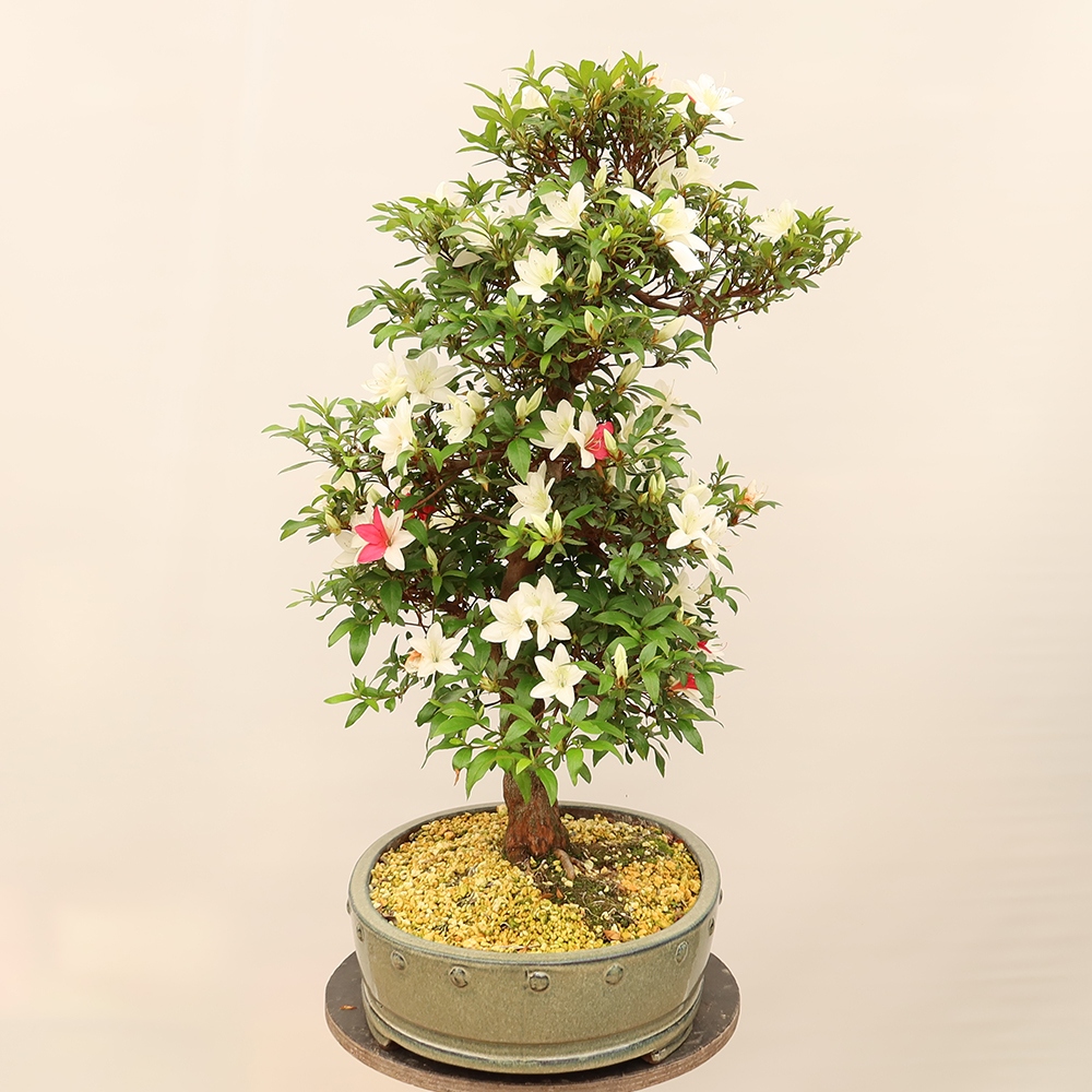 Bonsai für draußen - Japanische Azalee - Azalee CHIHIRO