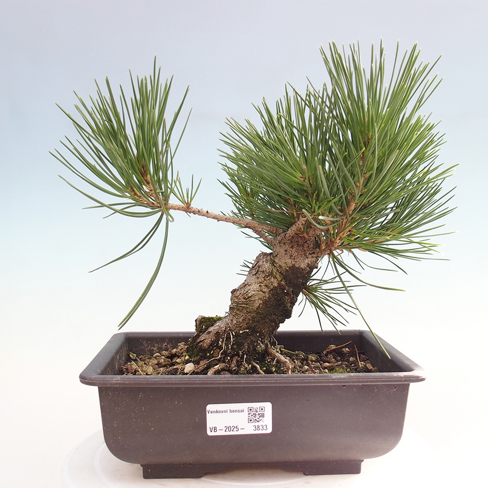 Bonsai für draußen - Pinus thunbergii - Thunberg-Kiefer