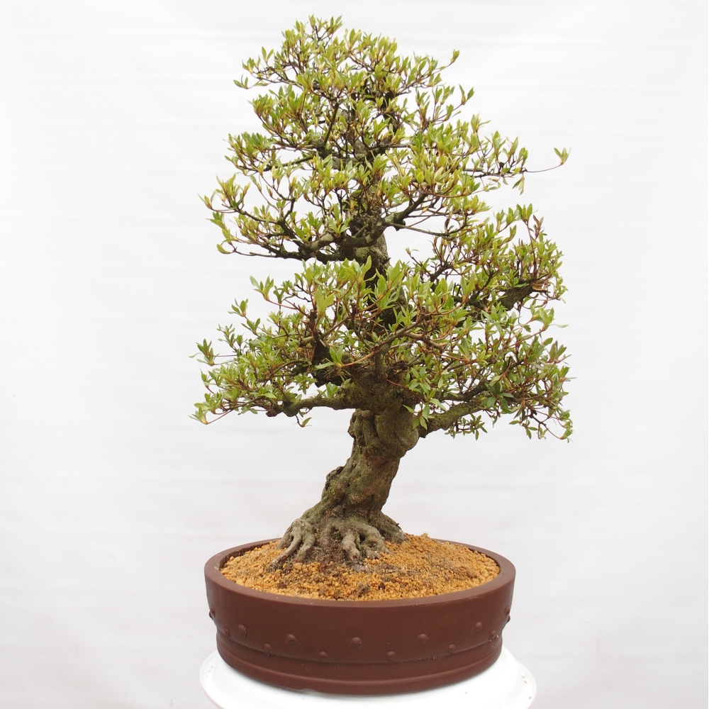 Bonsai für draußen - Japanische Azalee - Azalee Kotobukietsu
