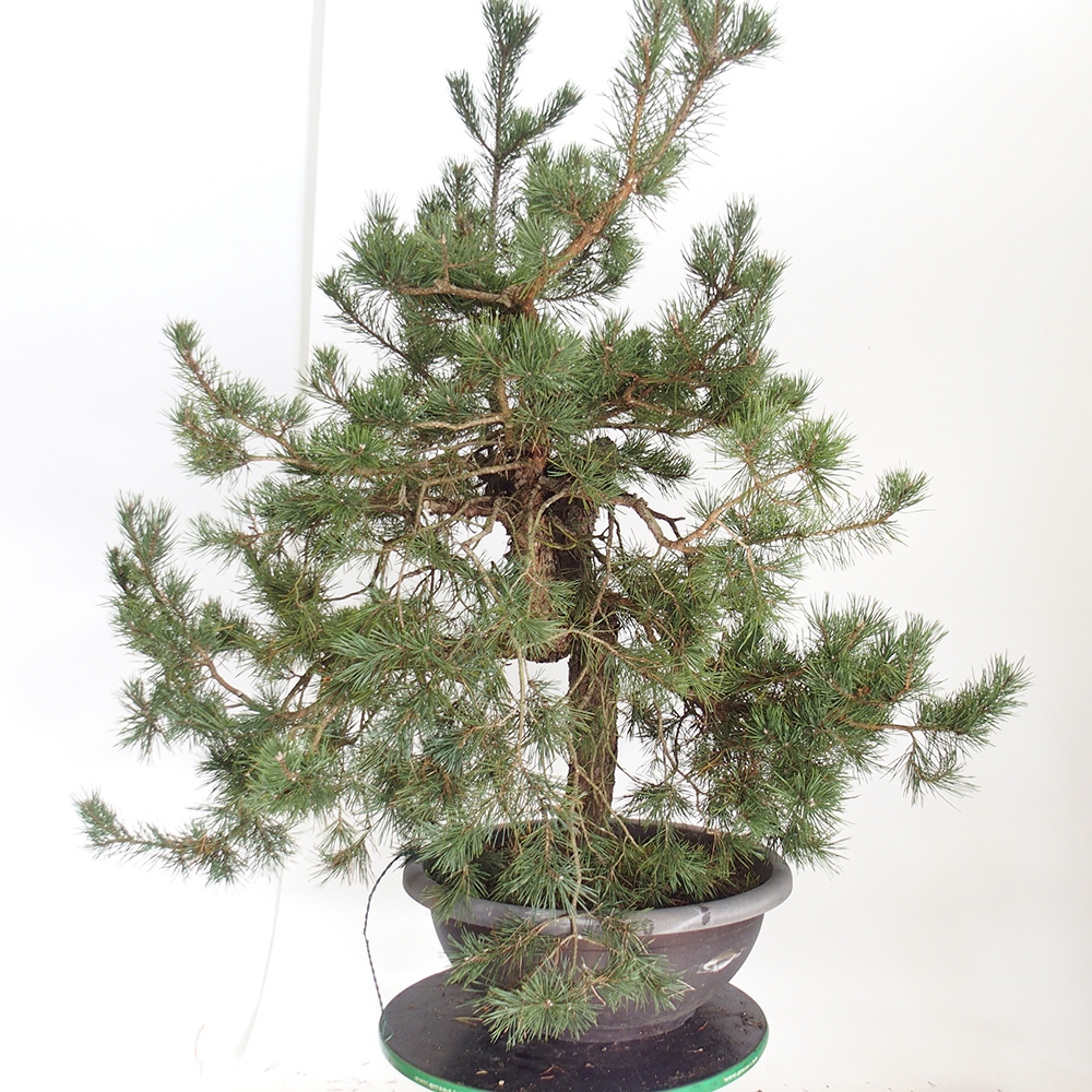 Yamadori - Pinus sylvestris Spanien