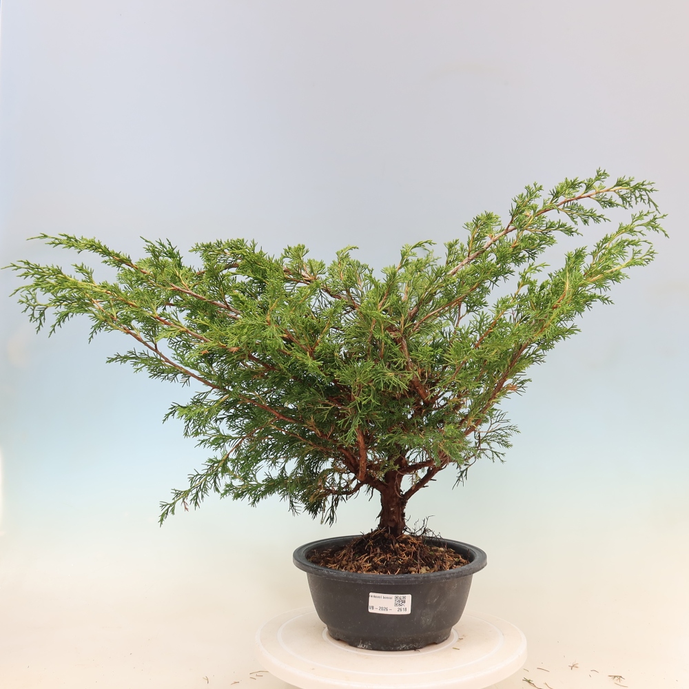 Bonsai für draußen - Juniperus chinensis Itoigawa