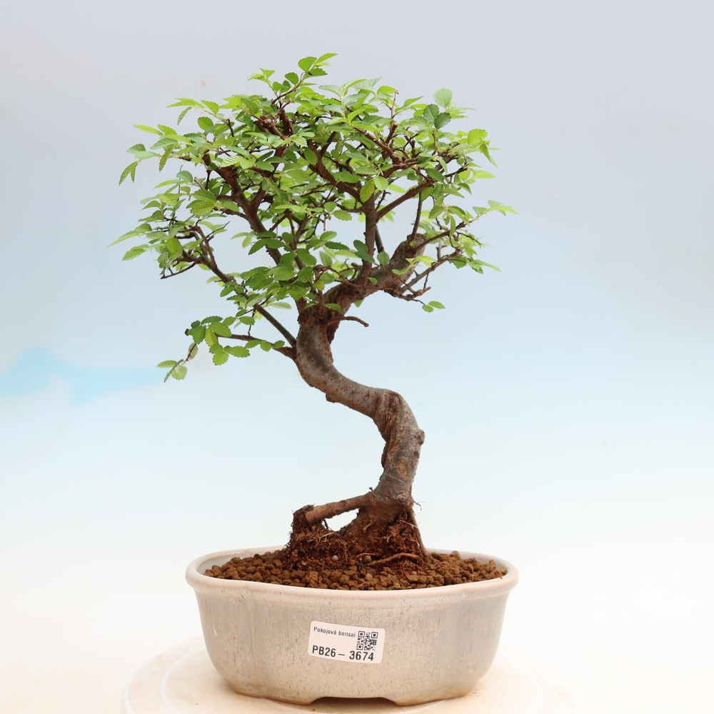 Zimmerbonsai - Ulmus parvifolia - Kleinblättrige Ulme