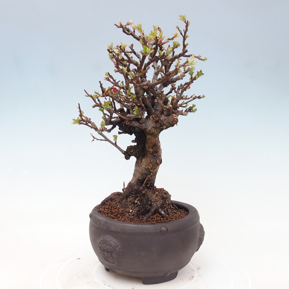 Bonsai für draußen - Chaneomeles speciosa - Quitte