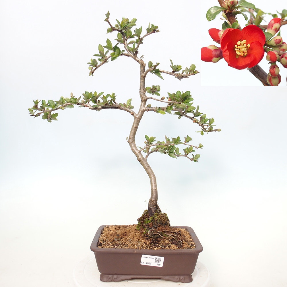 Bonsai für draußen - Chaneomeles sup. Nicoline - Quitte