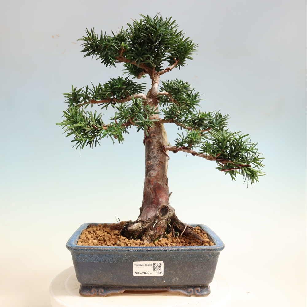 Bonsai für draußen - Taxus cuspidata - Japanische Eibe