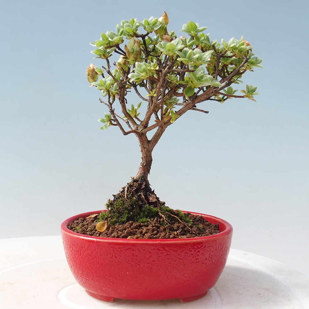 Bonsai für draußen - Rhododendron indicum - Japanische Azalee