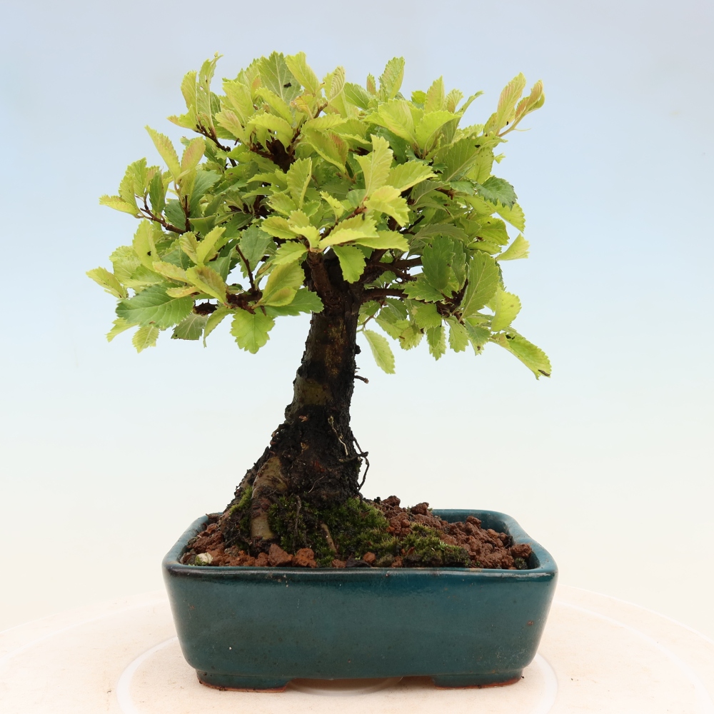 Bonsai für draußen - Zelkova - Zelkova NIRE