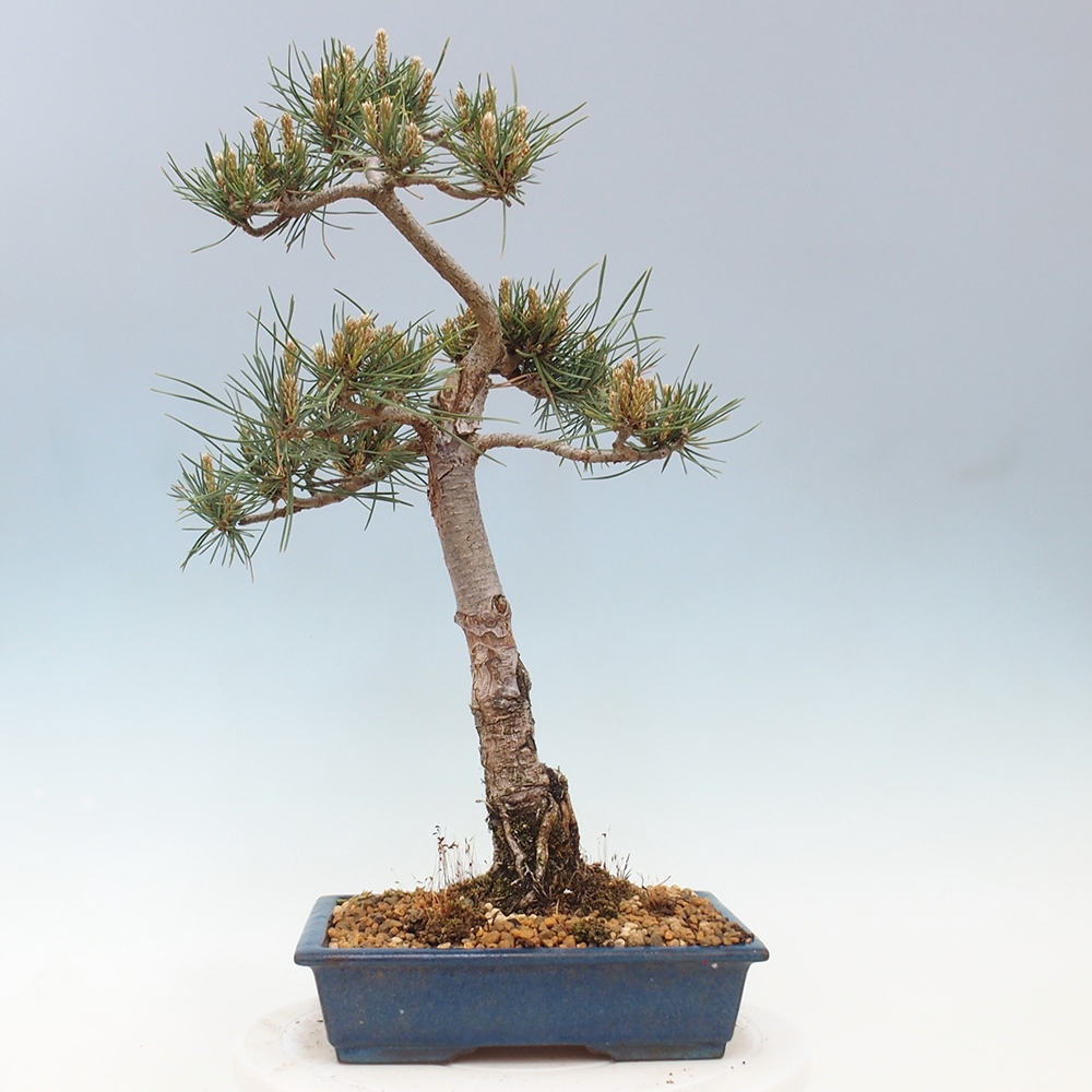 Bonsai für draußen - Pinus Sylvestris Watererri - Waldkiefer