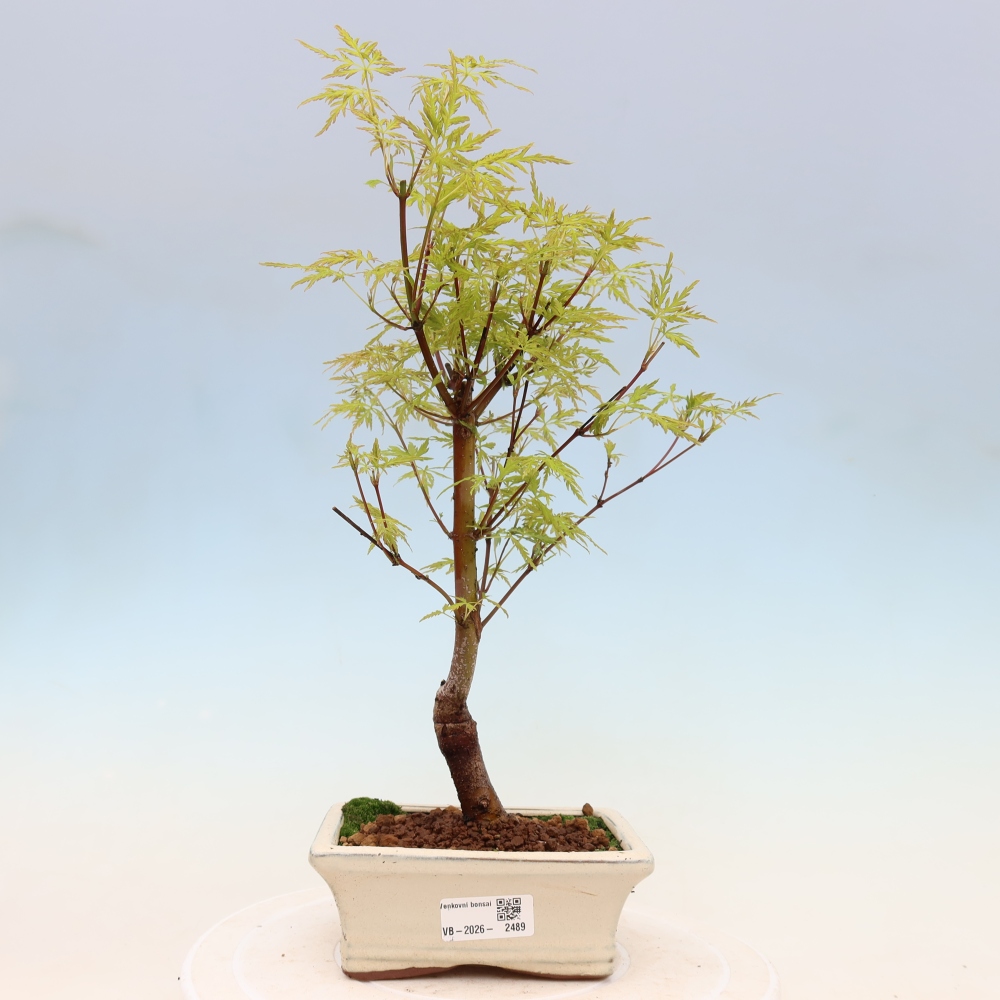 Bonsai für draußen - Acer palmatum Dissectum