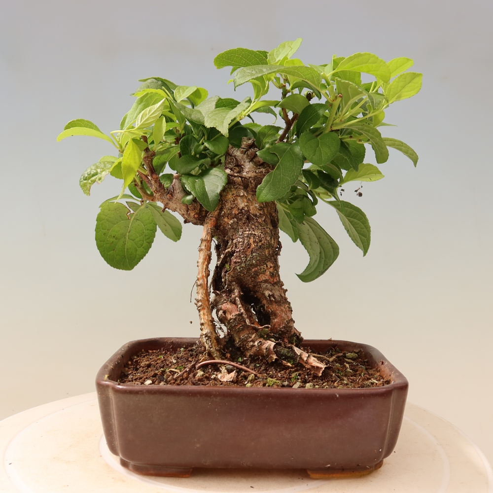 Bonsai für draußen - Celastrus orbiculatus