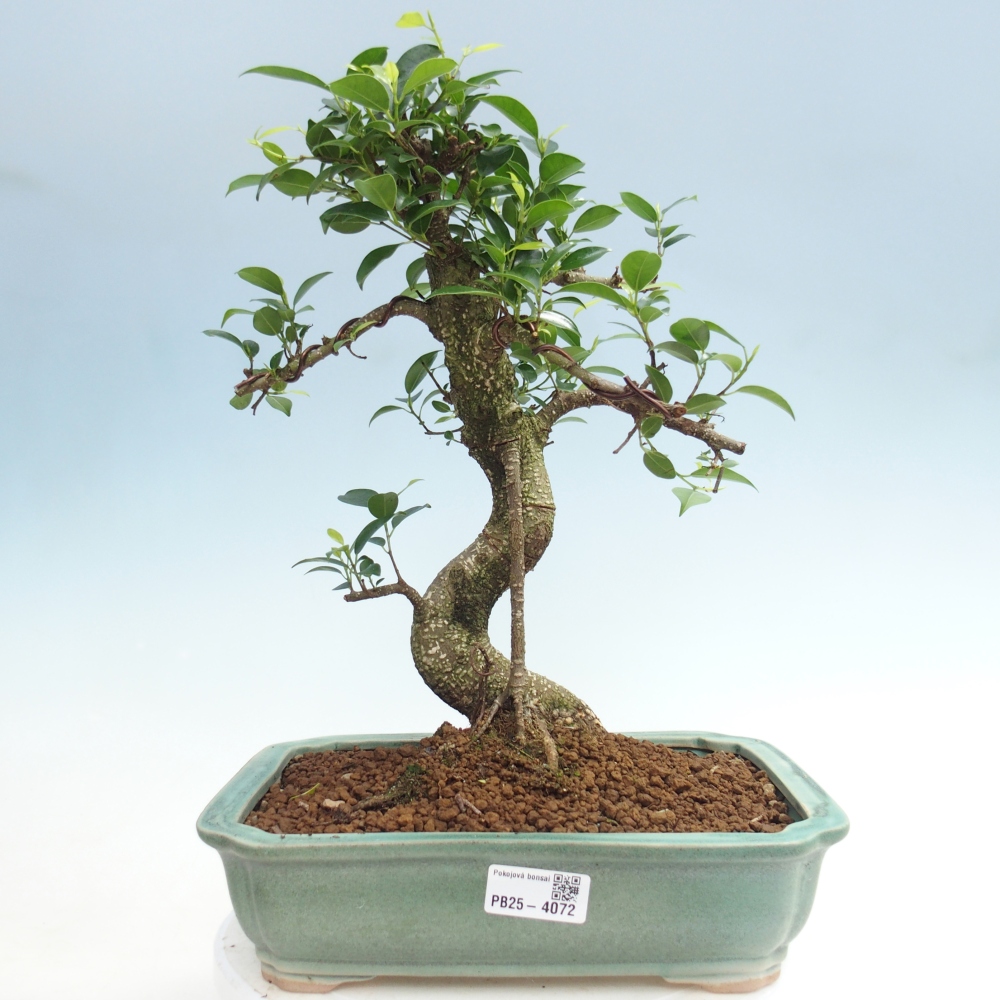 Zimmerbonsai - Ficus kimmen - Kleinblättriger Ficus
