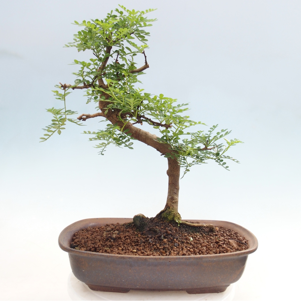 Zimmer Bonsai - Zantoxylum piperitum - Pfefferbaum