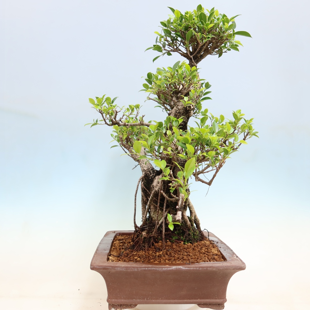 Zimmerbonsai - Ficus kimmen - Kleinblättriger Ficus