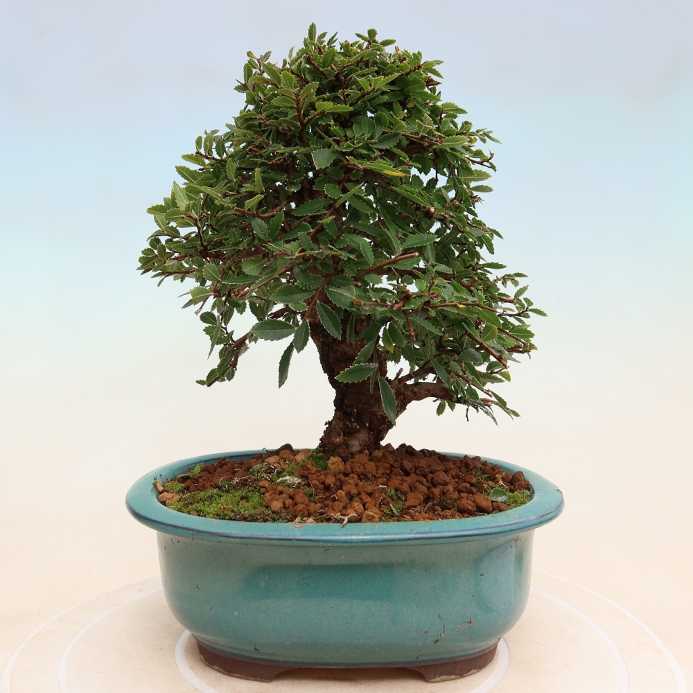 Bonsai für draußen - Zelkova - Zelkova NIRE