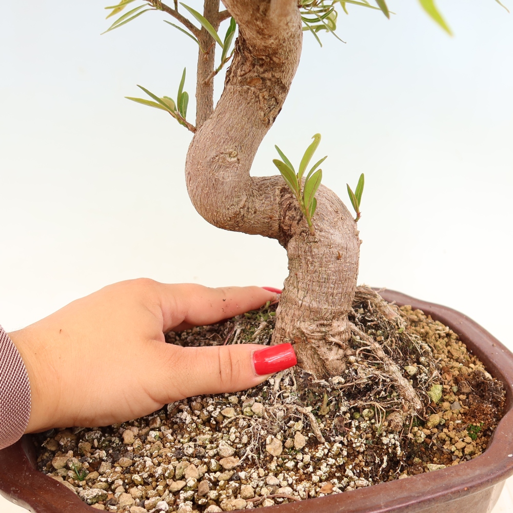 Zimmerbonsai - Ficus nerifolia - Kleinblättriger Ficus