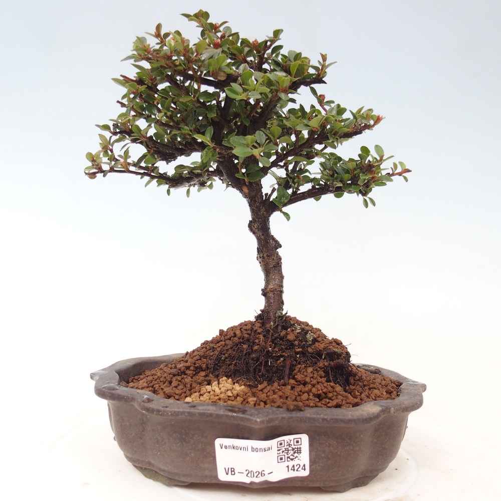 Bonsai für draußen - Cotoneaster horizontalis - Rocky Mountain